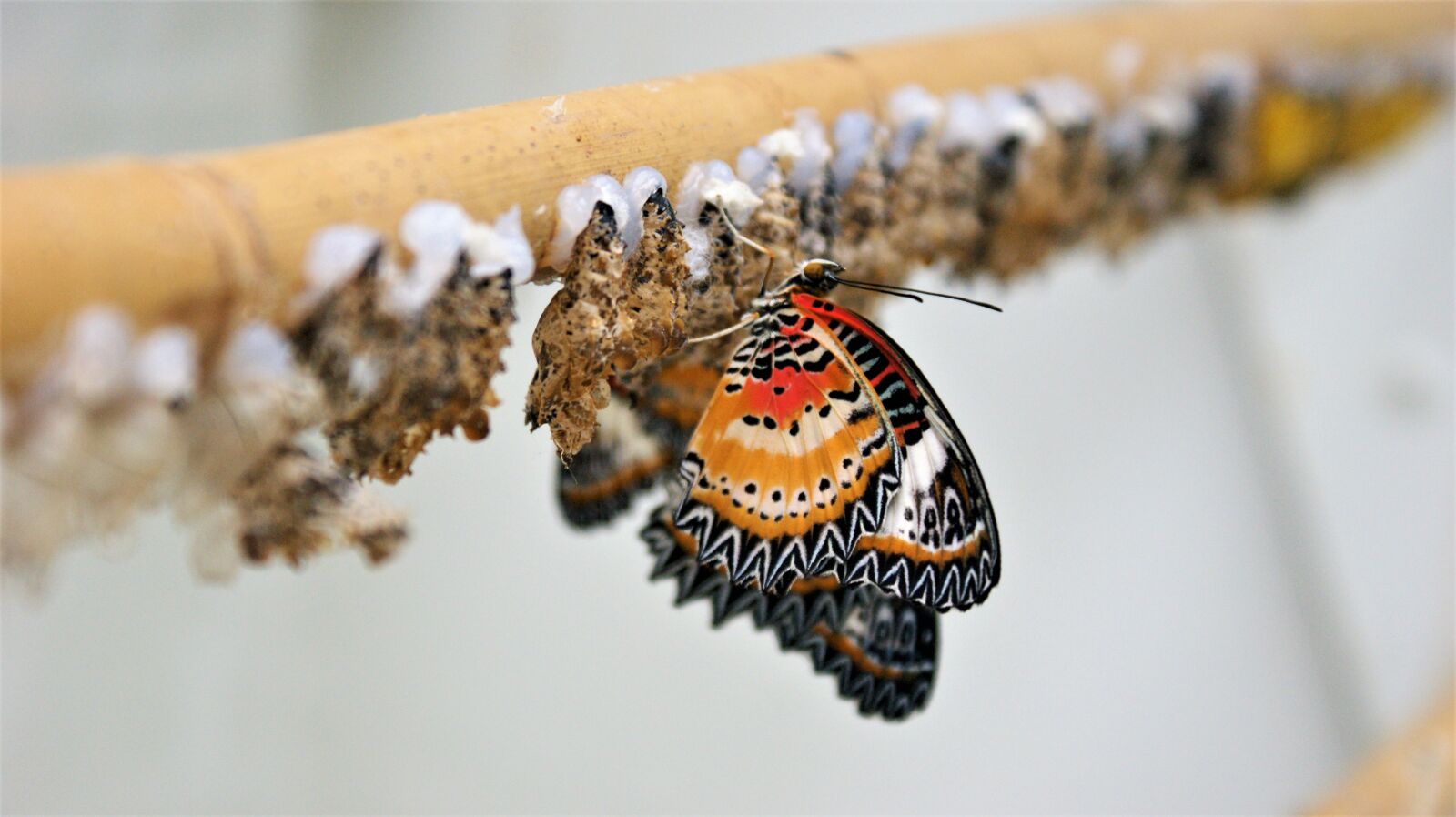 Sony Alpha DSLR-A350 sample photo. Butterfly, coloured, reveal photography