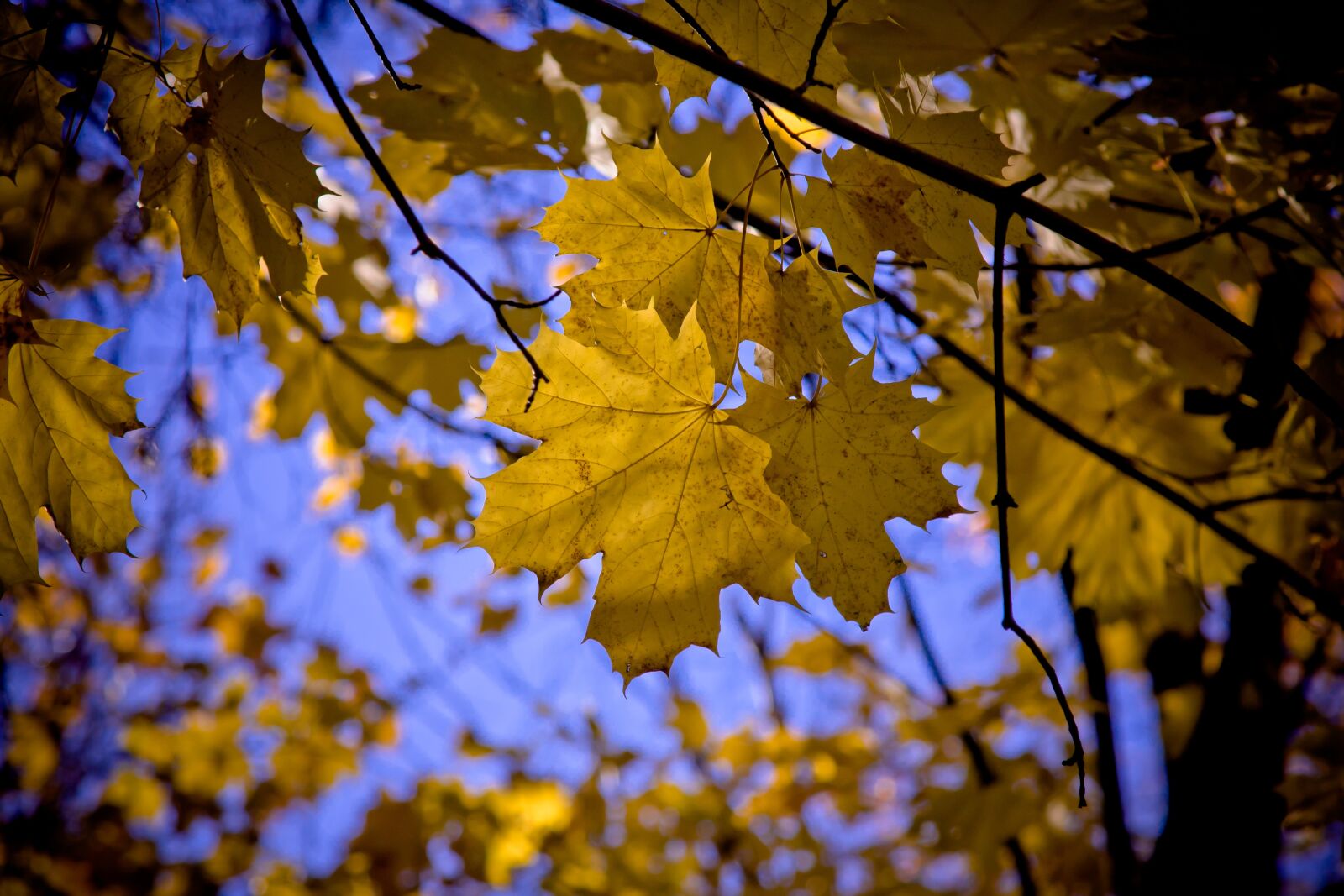 Canon EOS 40D + Canon EF 24-105mm F4L IS USM sample photo. Maple, leaf, maple leaves photography