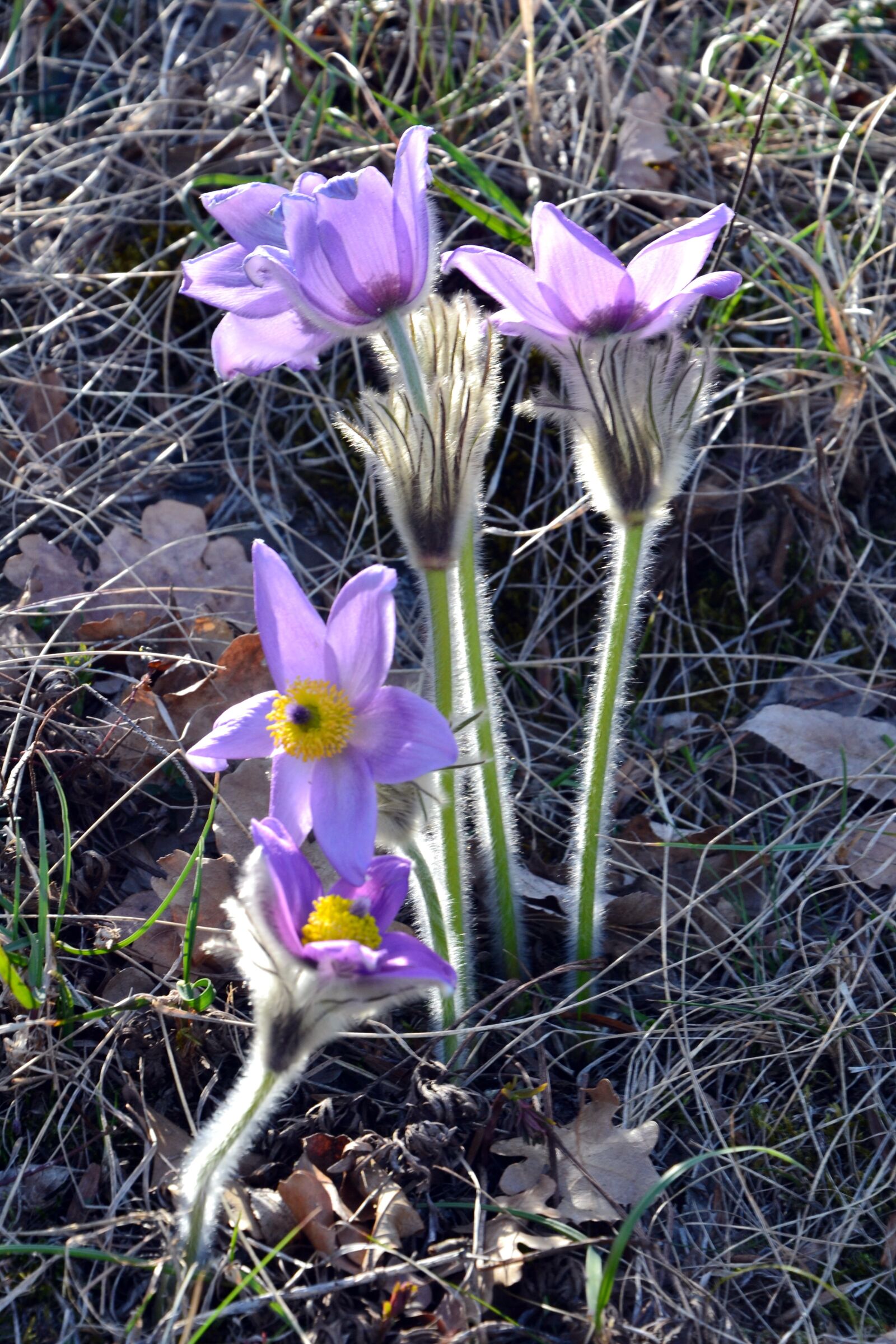 Nikon D3100 sample photo. Spring, legally protected, blue photography