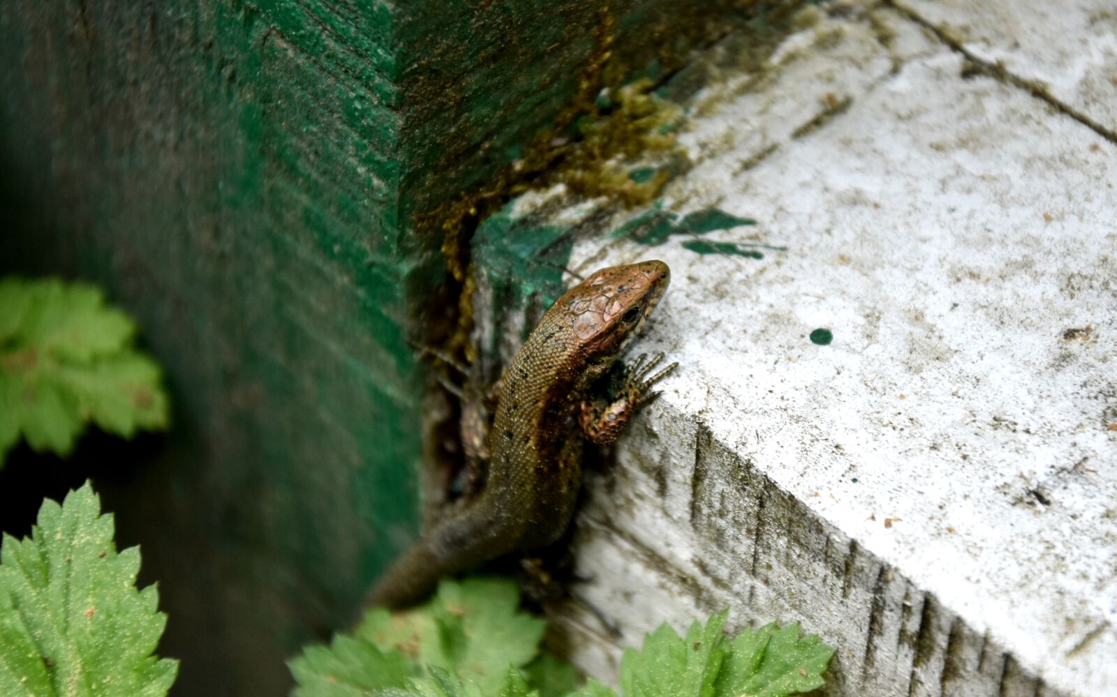 Nikon D7200 sample photo. Nature, animals, at the photography