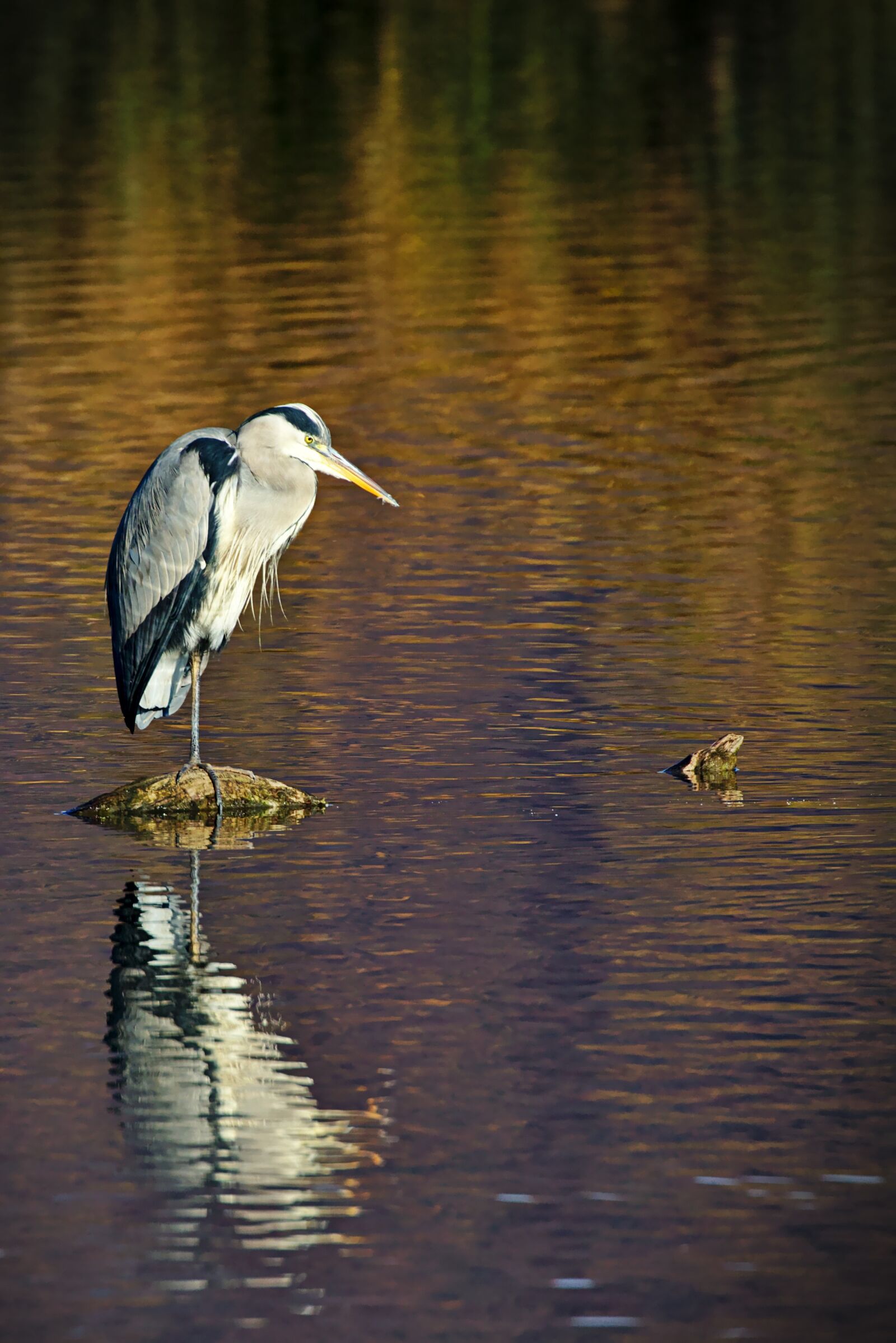 Canon EOS M5 sample photo. Lake, water bird, grey photography