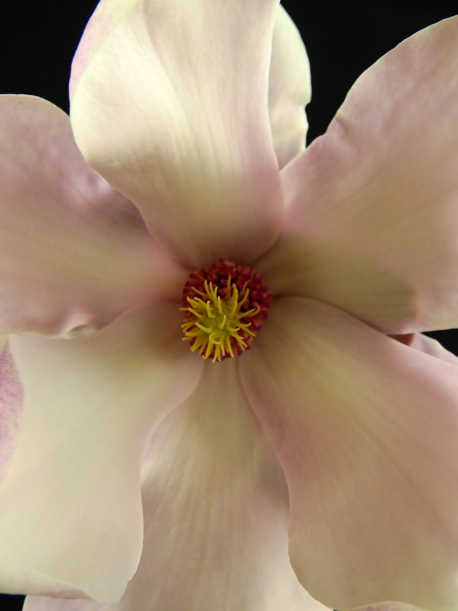 Nikon Coolpix P900 sample photo. Flower, blossom, bloom photography