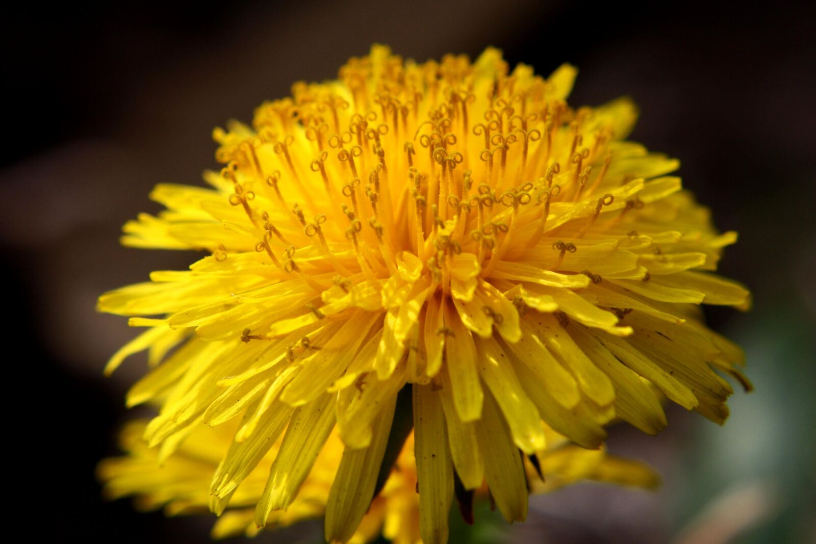 f/3.5-5.6 IS sample photo. Dandelion, flower, close up photography