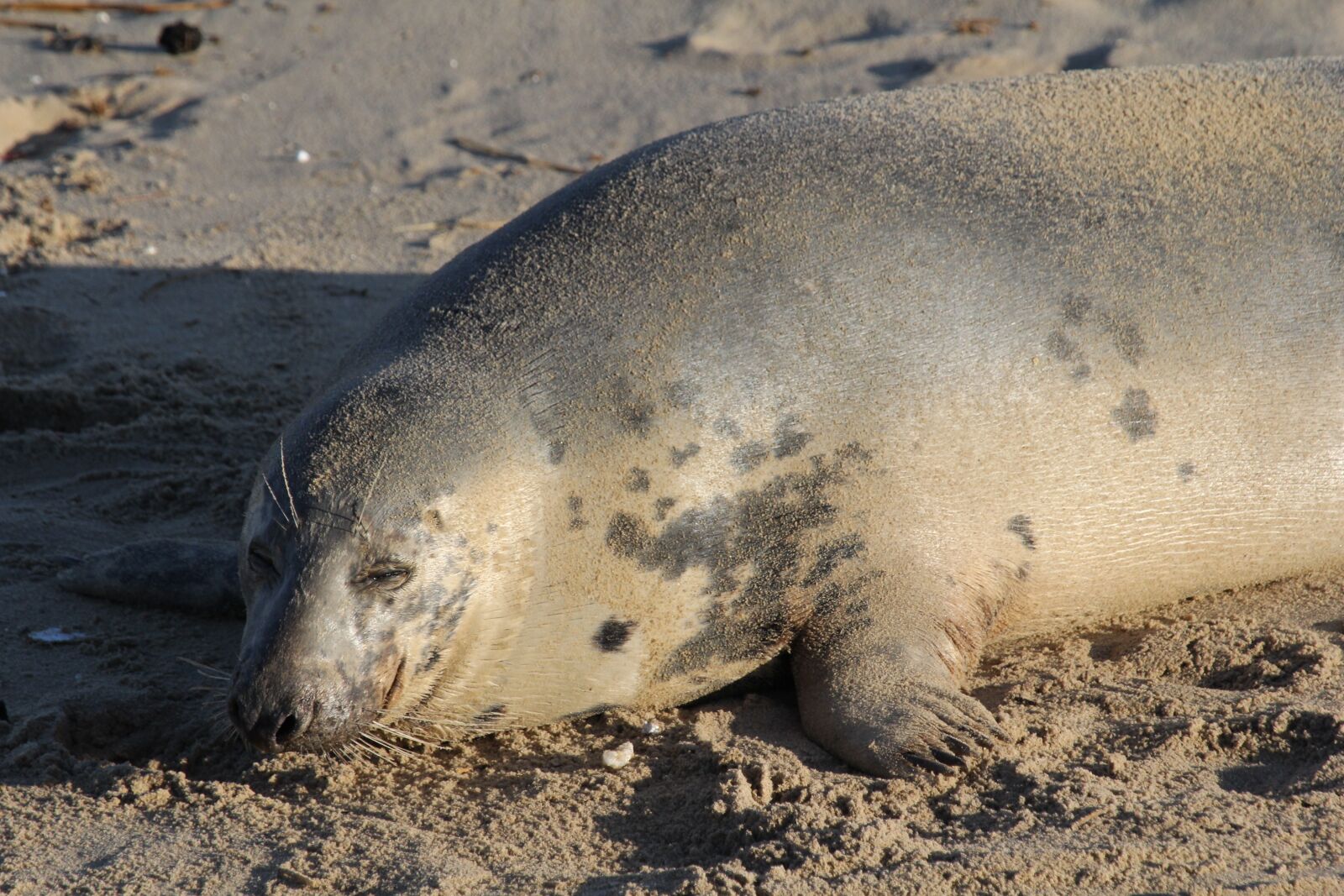 Canon EOS 60D + Canon EF 100-400mm F4.5-5.6L IS USM sample photo. Seal, beach, animal photography