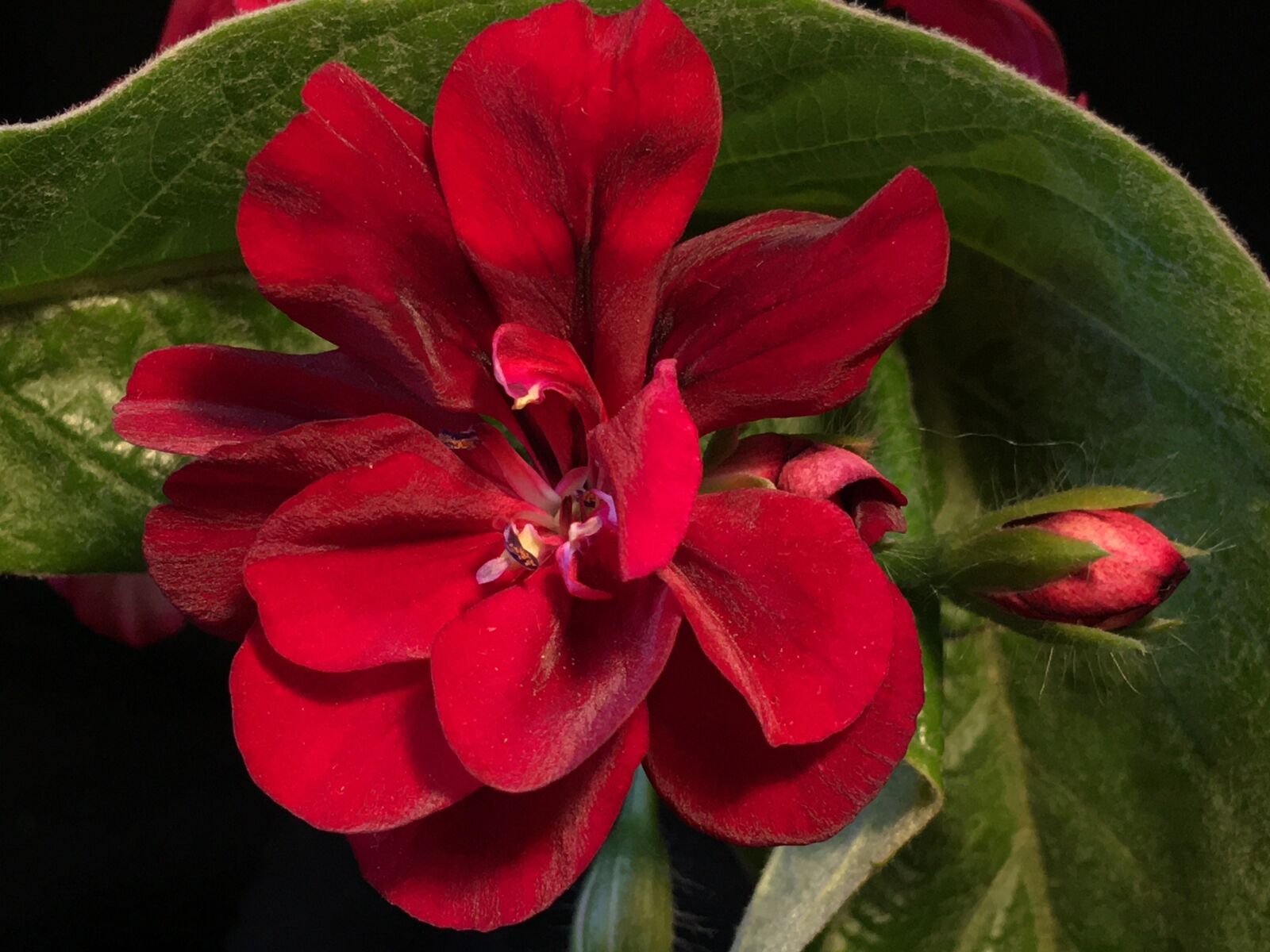 iPhone 6s Plus back camera 4.15mm f/2.2 sample photo. Geraniums, red, flower photography