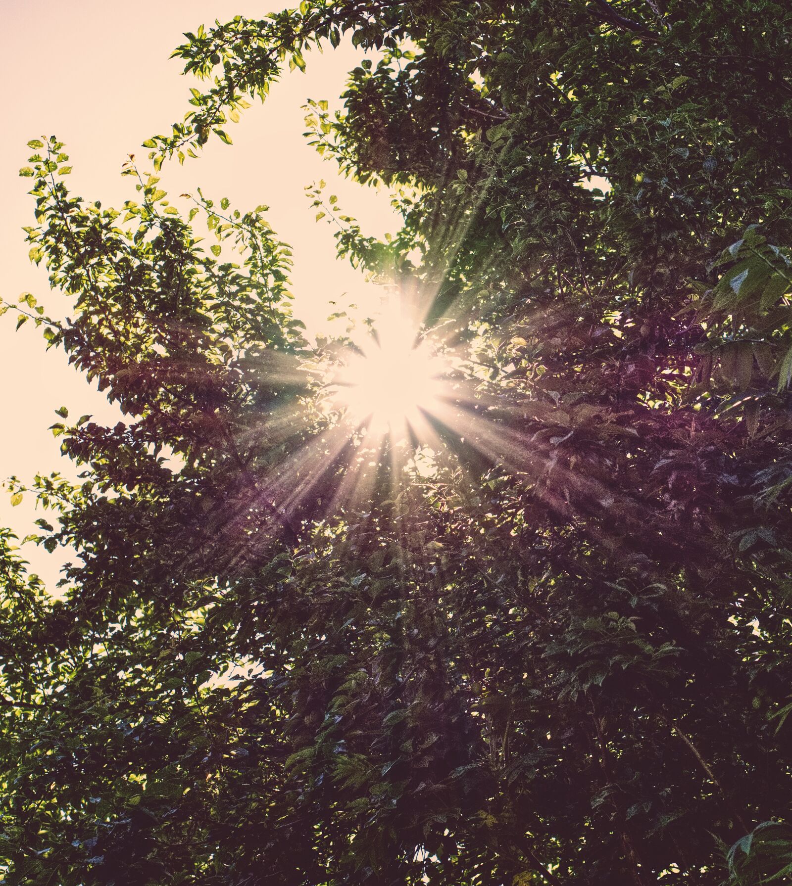 Nikon D7200 sample photo. Sunbeam, backlighting, trees photography