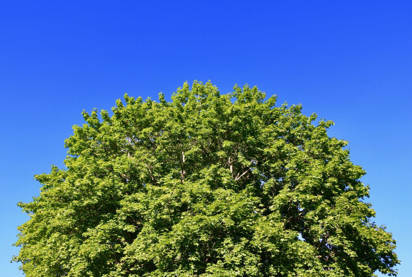 Canon EOS 100D (EOS Rebel SL1 / EOS Kiss X7) sample photo. Tree, leaves, sky photography