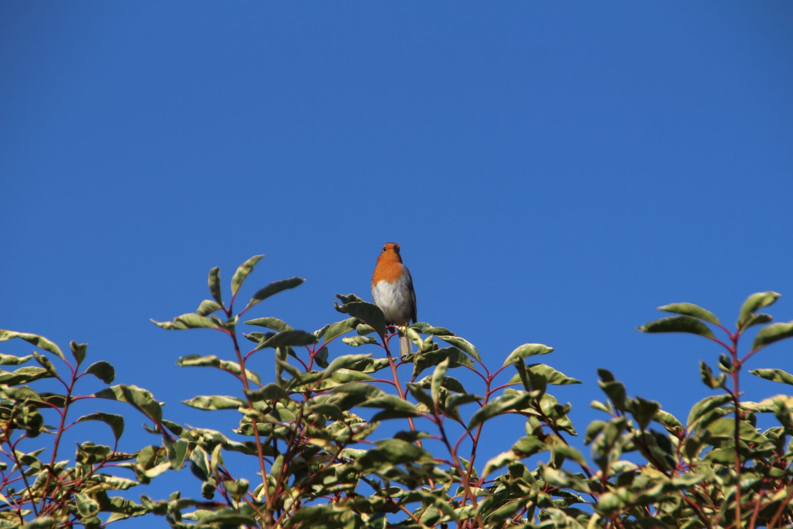 Canon EOS 650D (EOS Rebel T4i / EOS Kiss X6i) sample photo. Bird, sky, bush photography
