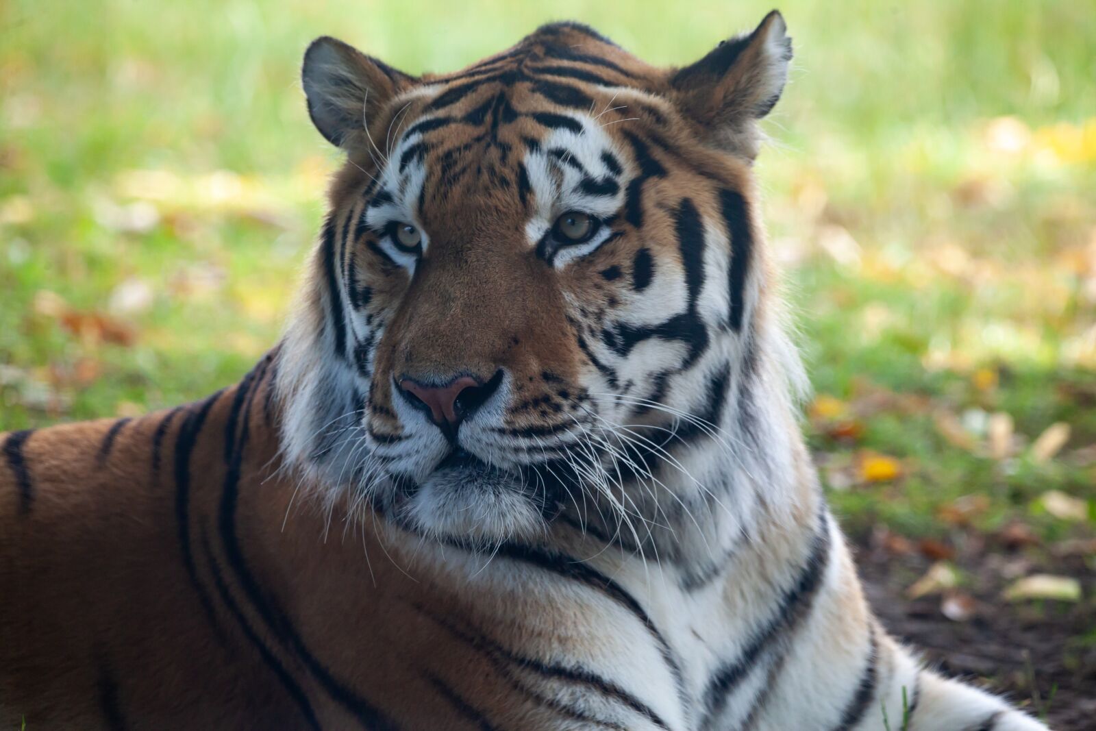 150-600mm F5-6.3 DG OS HSM | Contemporary 015 sample photo. Amur tiger, tiger, predator photography