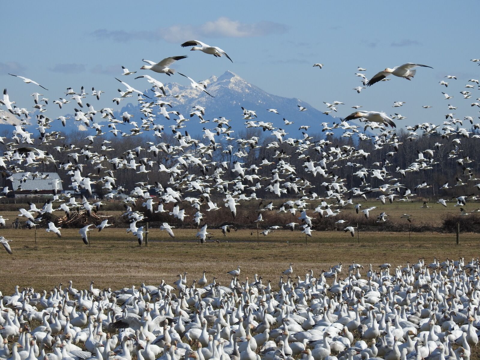 Nikon Coolpix P900 sample photo. Geese, migration, flying photography