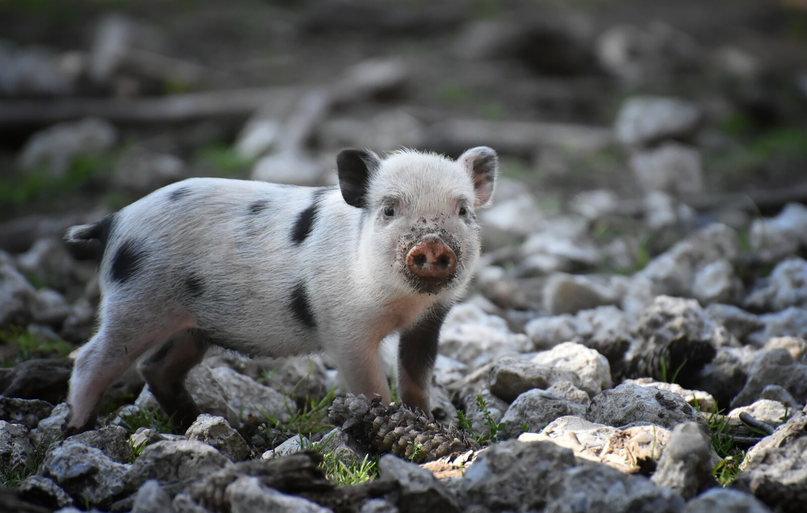 Nikon D7200 sample photo. Piglet, small pigs, mini photography