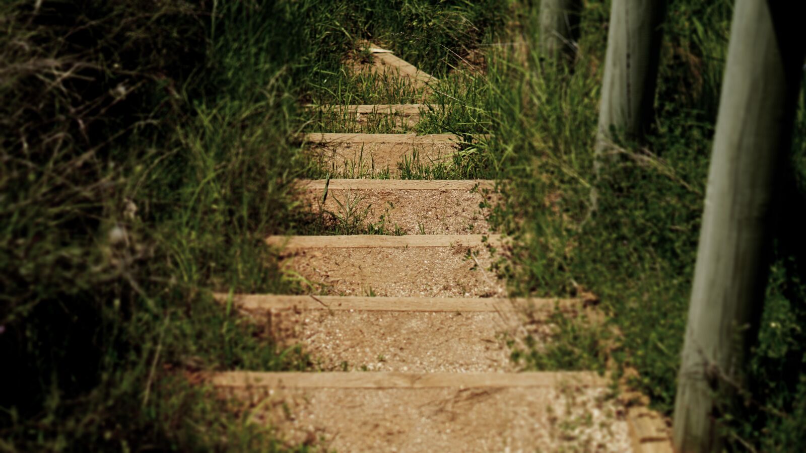 Sony FE 50mm F1.8 sample photo. Steps, stairs, grass photography