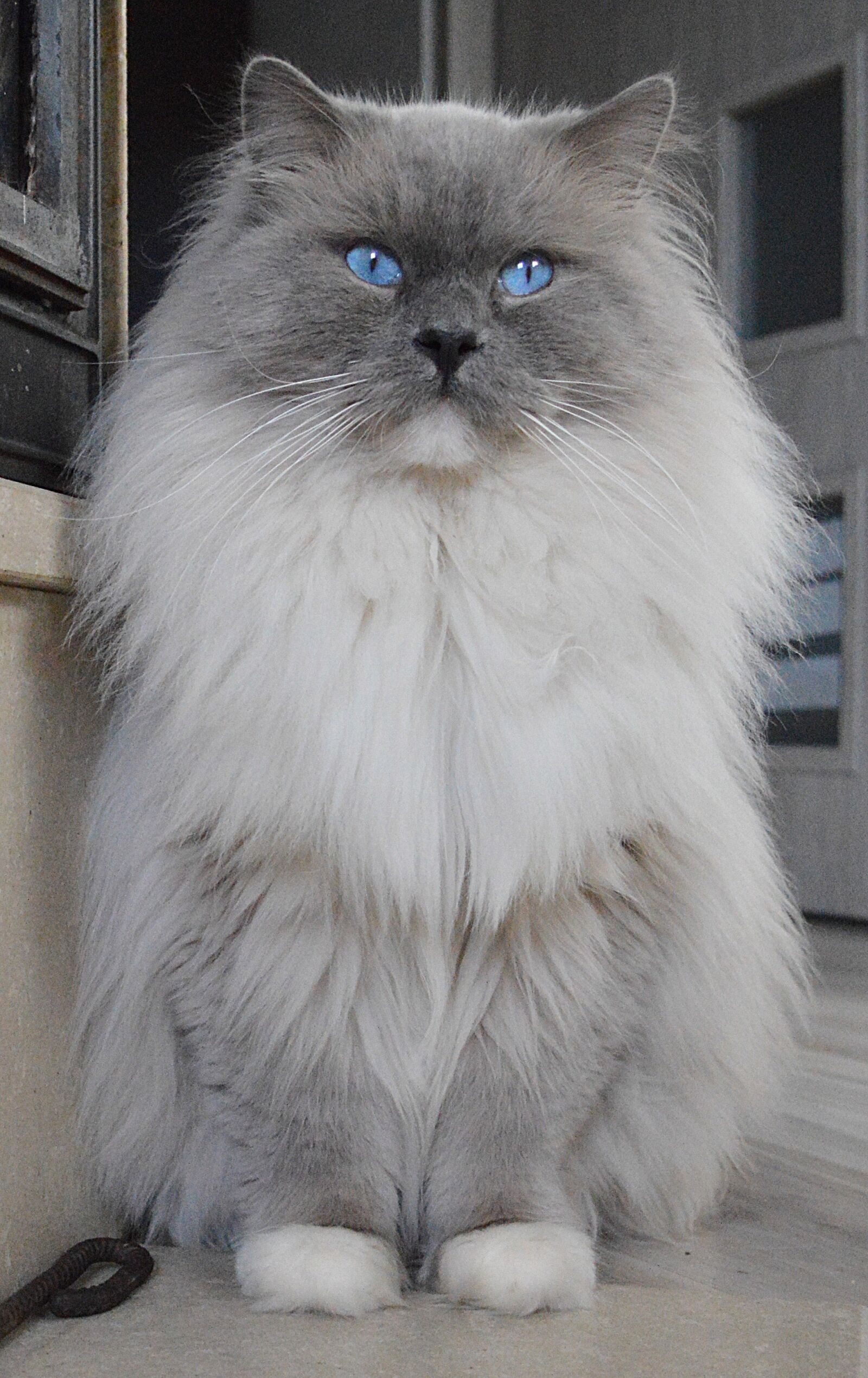 Nikon D3200 sample photo. Ragdoll, blue mitted, cat photography