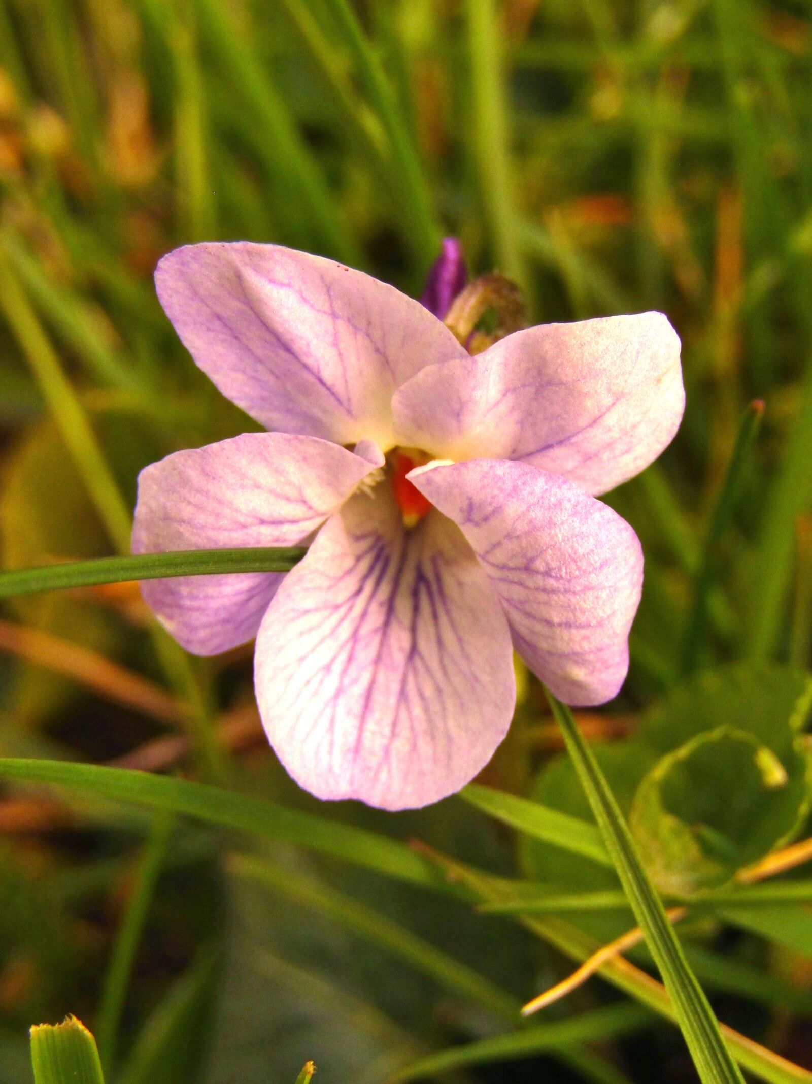 Canon POWERSHOT SX432 IS sample photo. Violet, spring, flowers photography