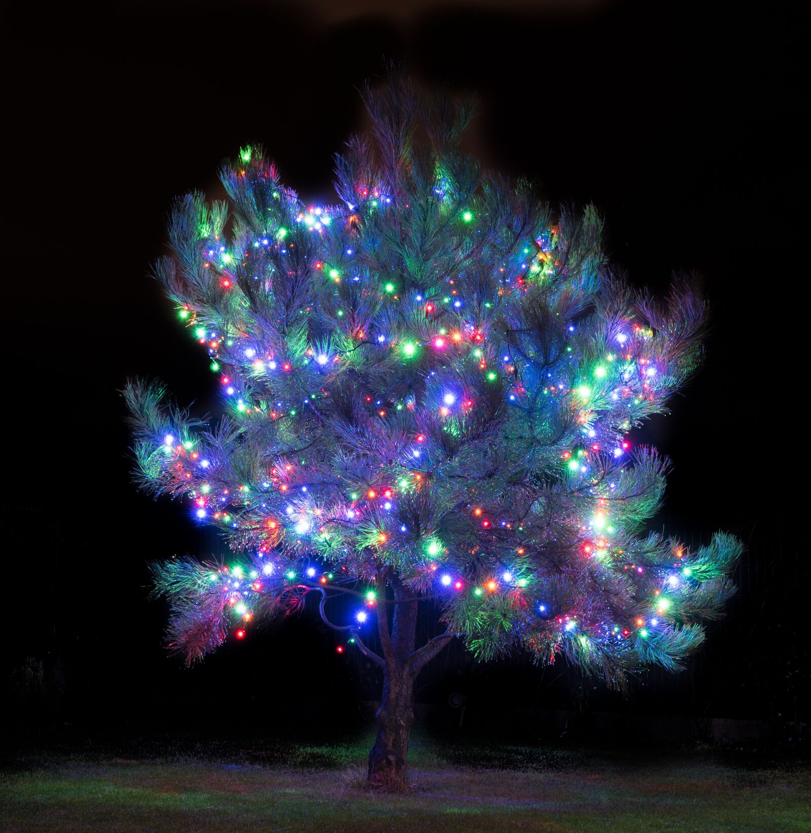 Sony DT 16-50mm F2.8 SSM sample photo. Christmas, nature, night, pine photography