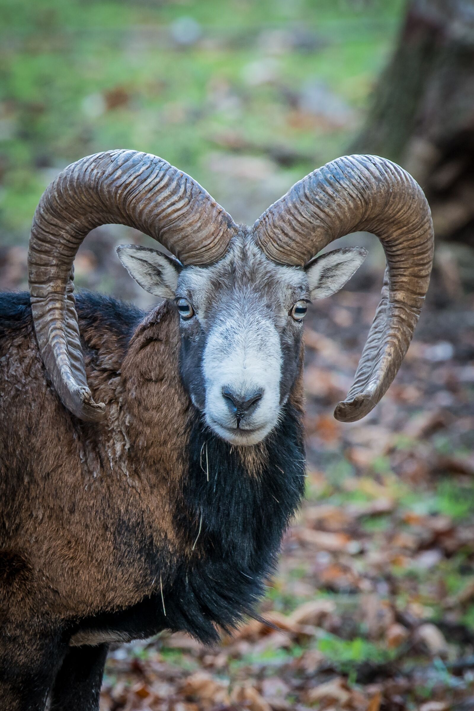 Nikon D800 sample photo. Nature, forest, animal photography