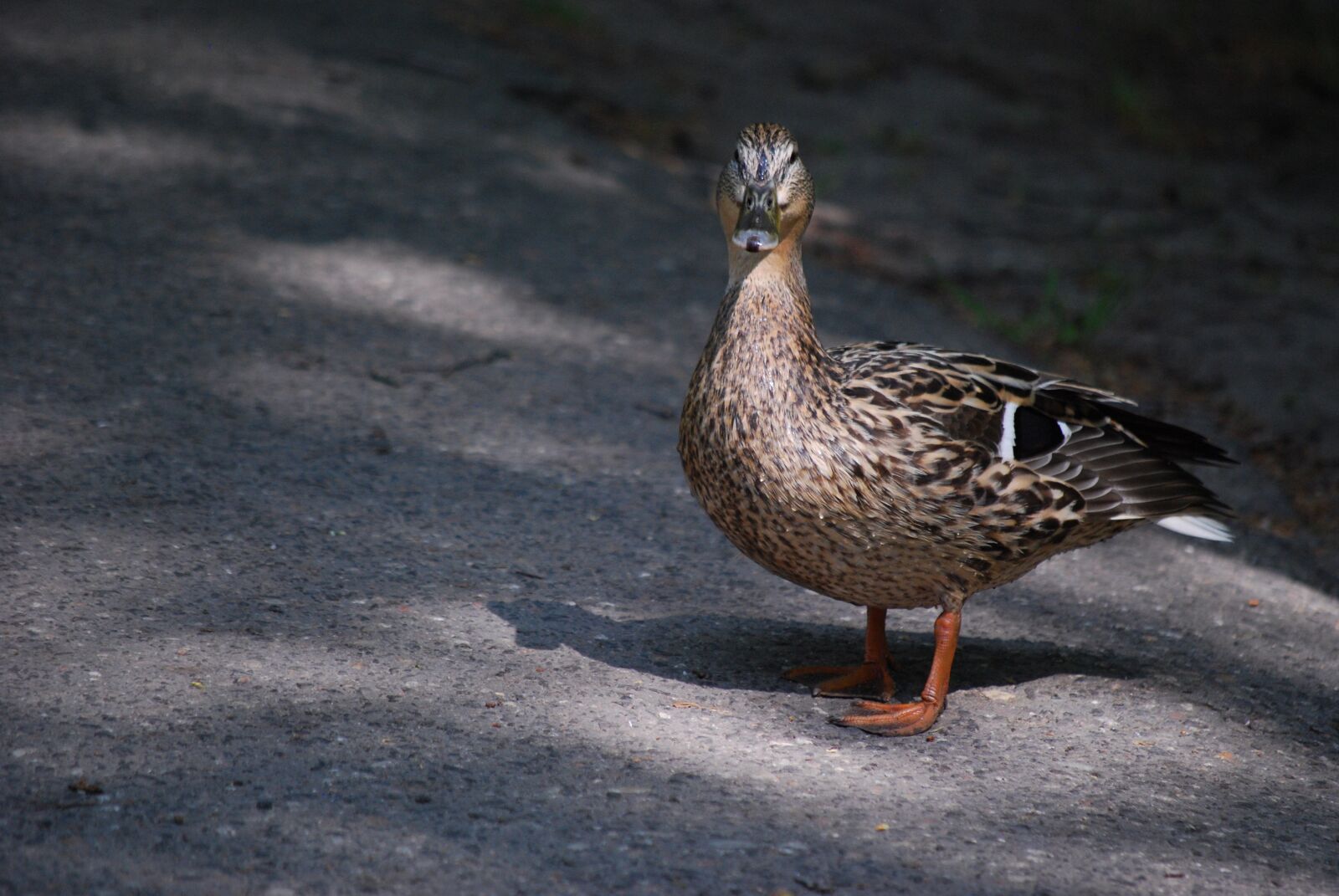 Nikon D40X sample photo. Animals, crossword, pen photography