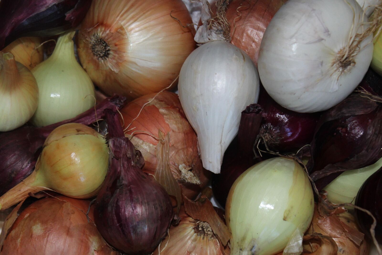 Canon EOS 1200D (EOS Rebel T5 / EOS Kiss X70 / EOS Hi) sample photo. Onions, vegetables, healthy photography