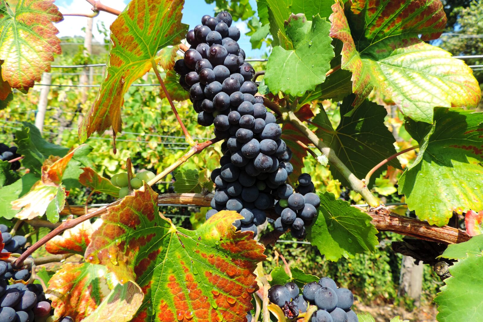 Nikon Coolpix P520 sample photo. Vine, wine, grapevine photography