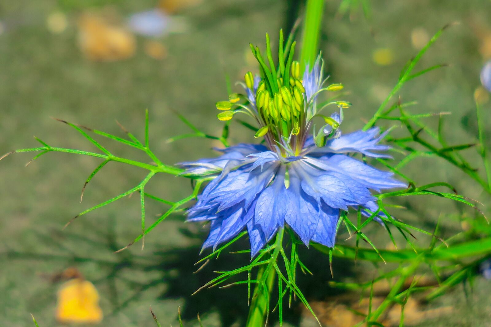 Canon PowerShot G3 X sample photo. Black grass, hong kong photography