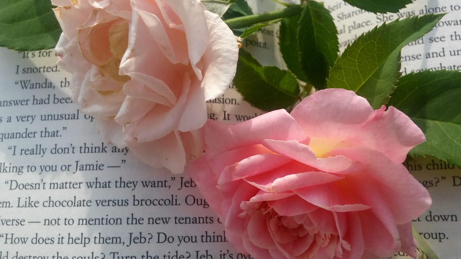 LG G STYLO sample photo. Two roses, book, pink photography