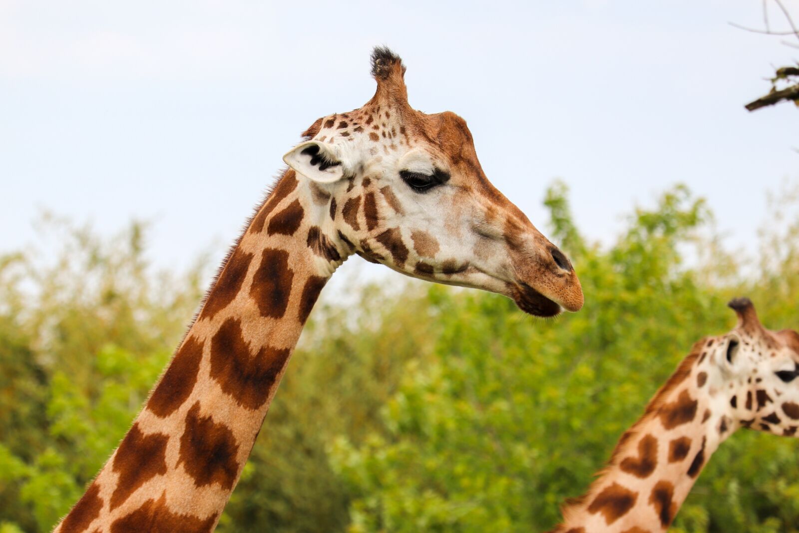 Canon EOS 800D (EOS Rebel T7i / EOS Kiss X9i) sample photo. Girafe, zoo, animals photography