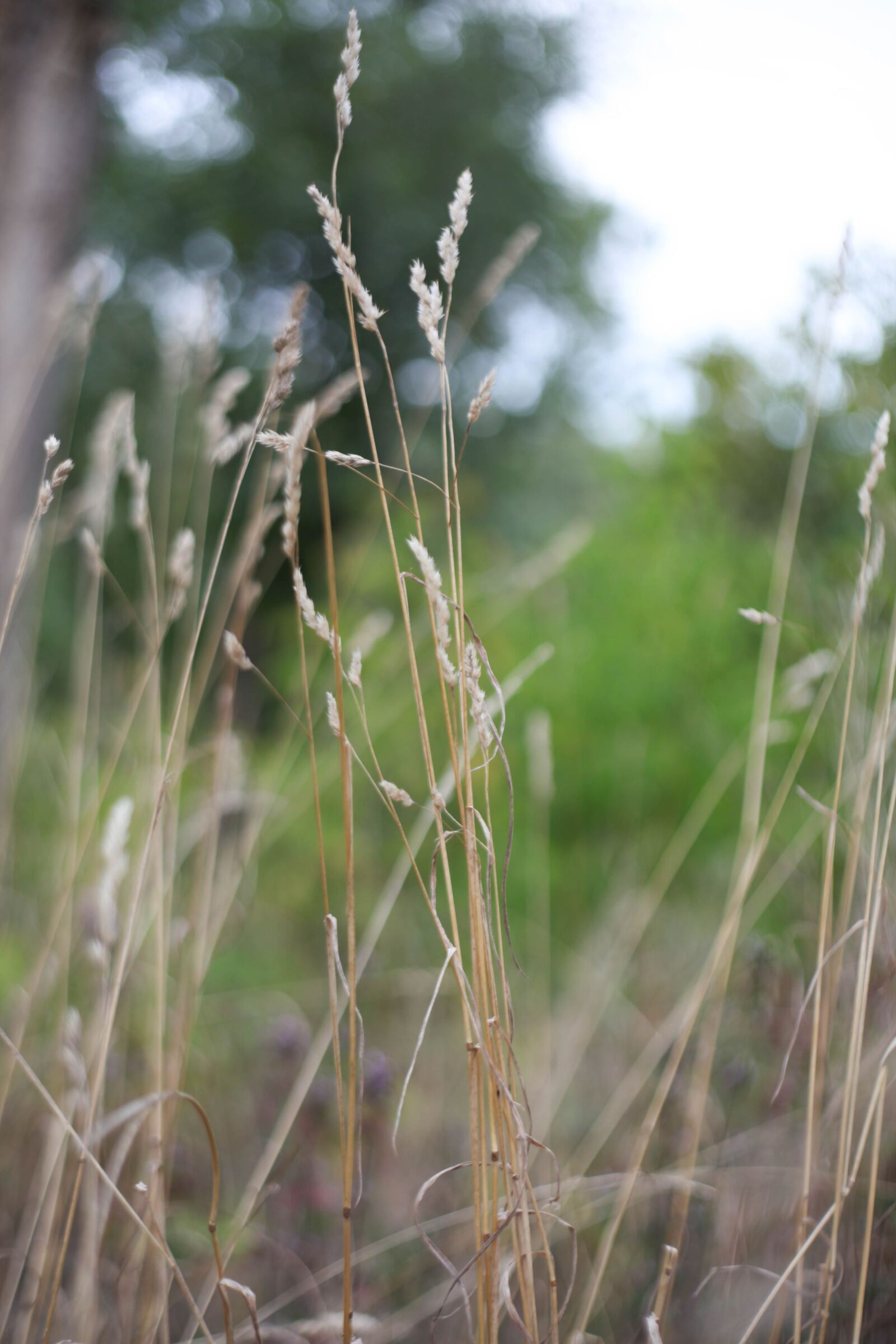 Canon EF 50mm F1.8 II sample photo. колоски, заставка, заставка на рабочий стол photography