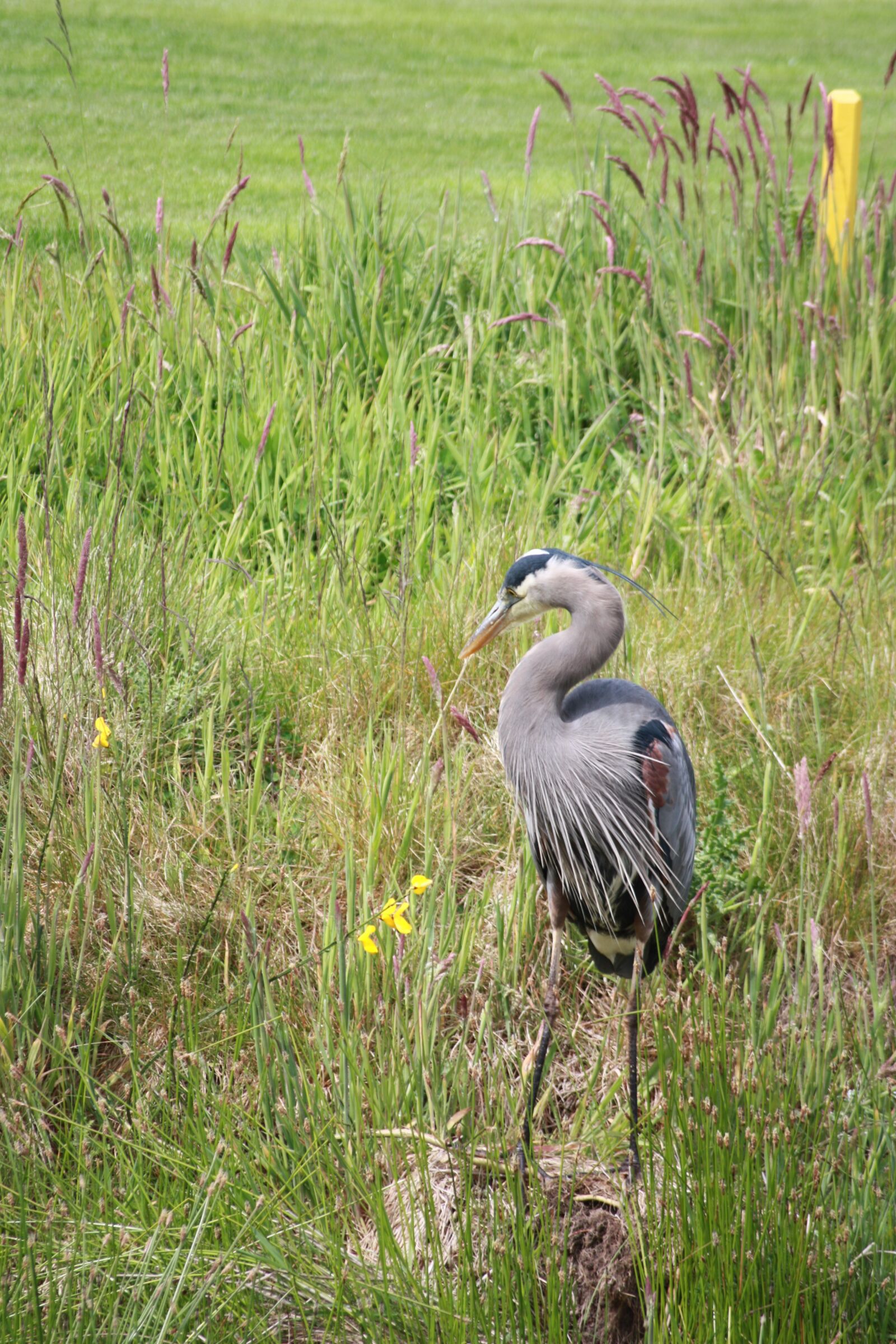 Canon EOS 450D (EOS Rebel XSi / EOS Kiss X2) sample photo. Heron, blue, wildlife photography