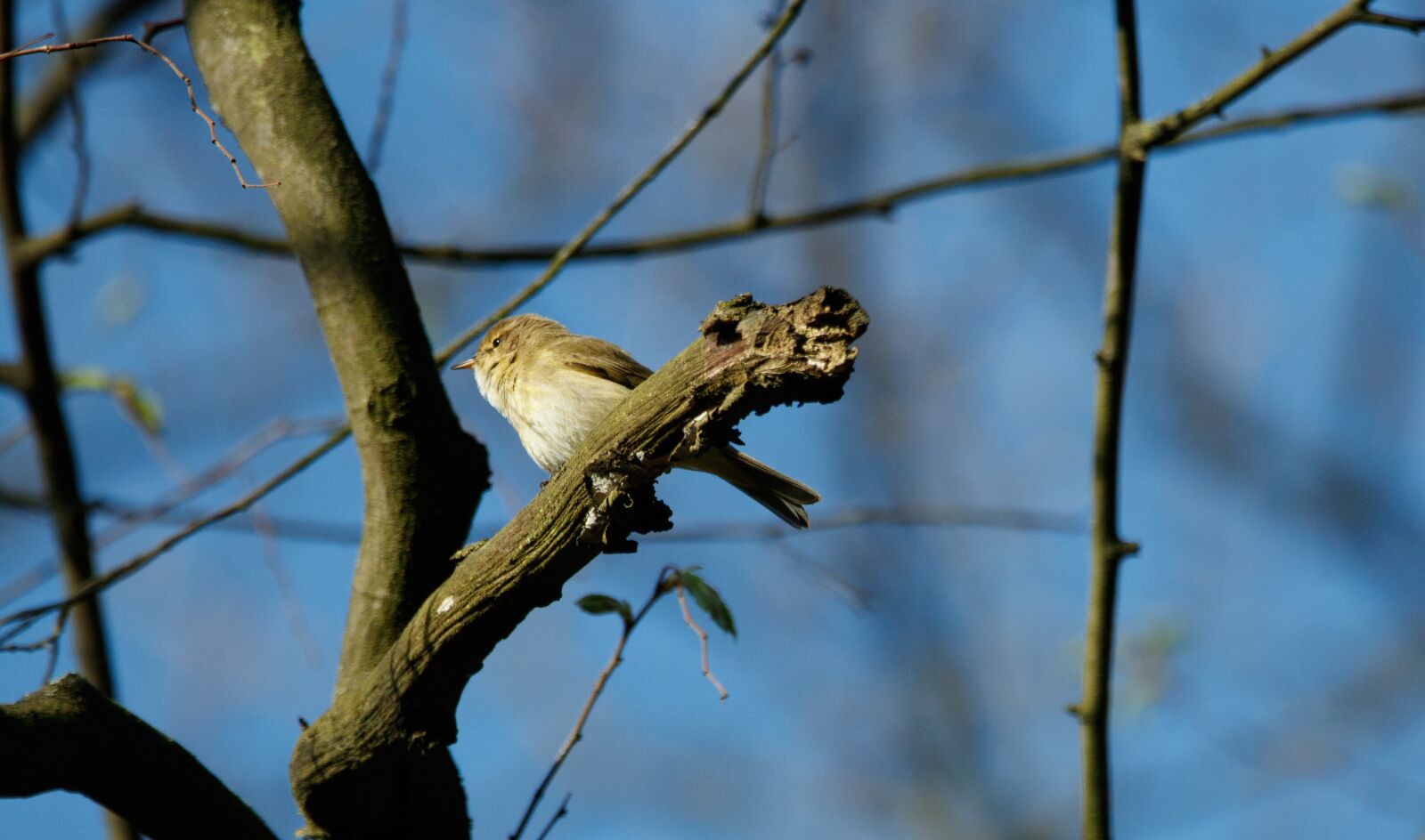 Canon EOS 80D sample photo. Chiffchaff, branch, bird photography