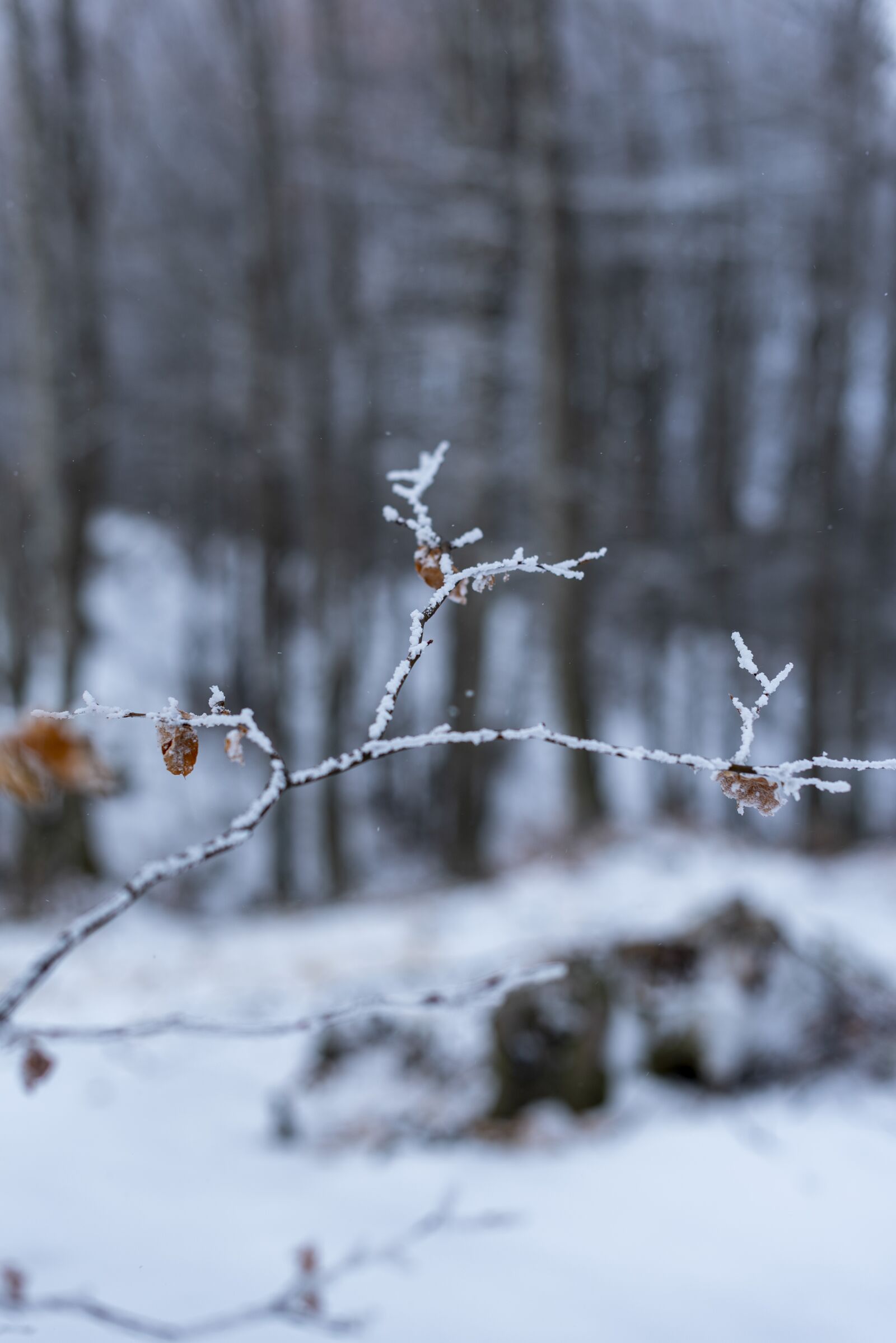 Nikon D750 sample photo. Winter, snow, nature photography