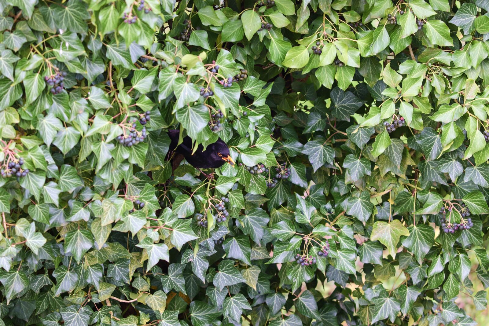 Canon EOS 200D (EOS Rebel SL2 / EOS Kiss X9) sample photo. Ivy, blackbird, hiding place photography