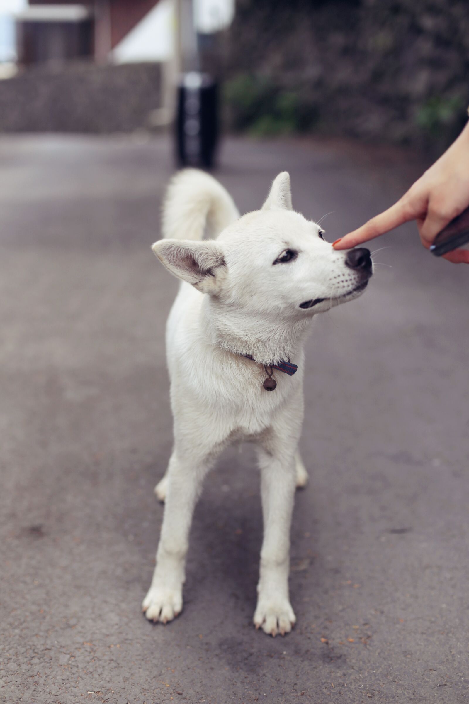 Canon EOS 6D + Canon EF 50mm F1.4 USM sample photo. Puppy, dog, animal photography