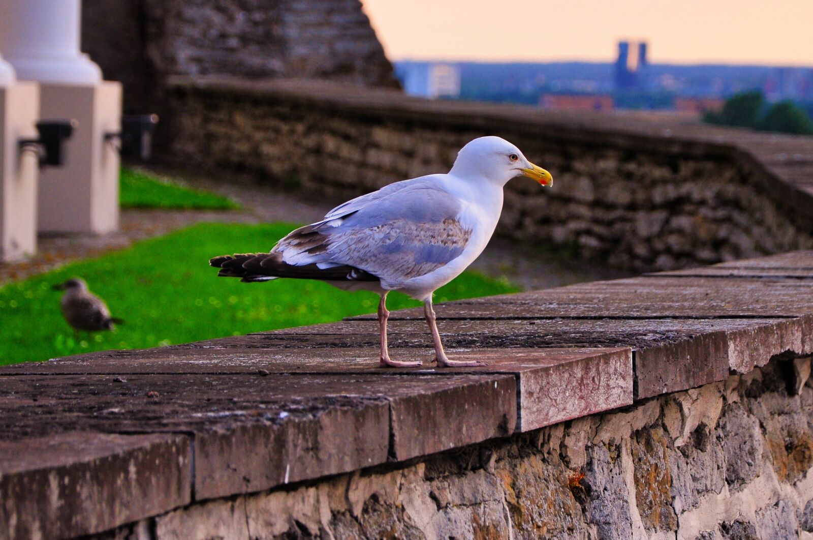 Nikon D5000 sample photo. Seagull, tallin, estonia photography