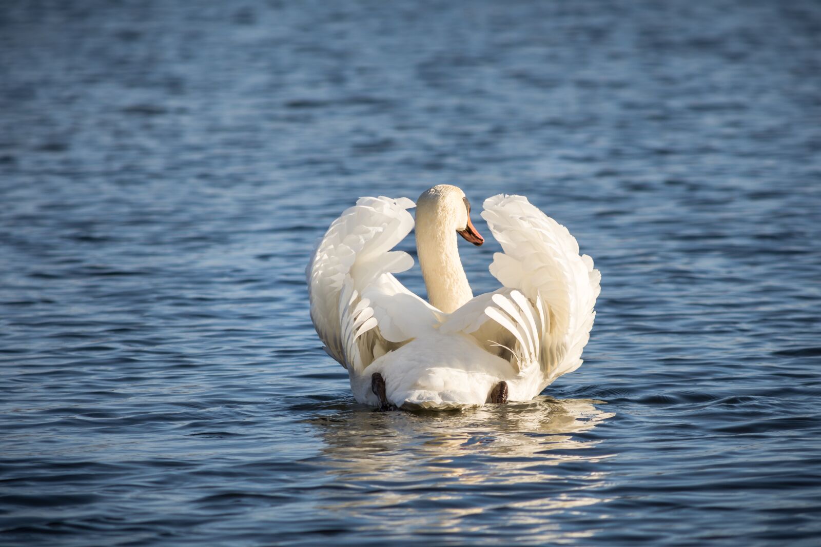 Nikon D7200 sample photo. Waters, bird, nature photography