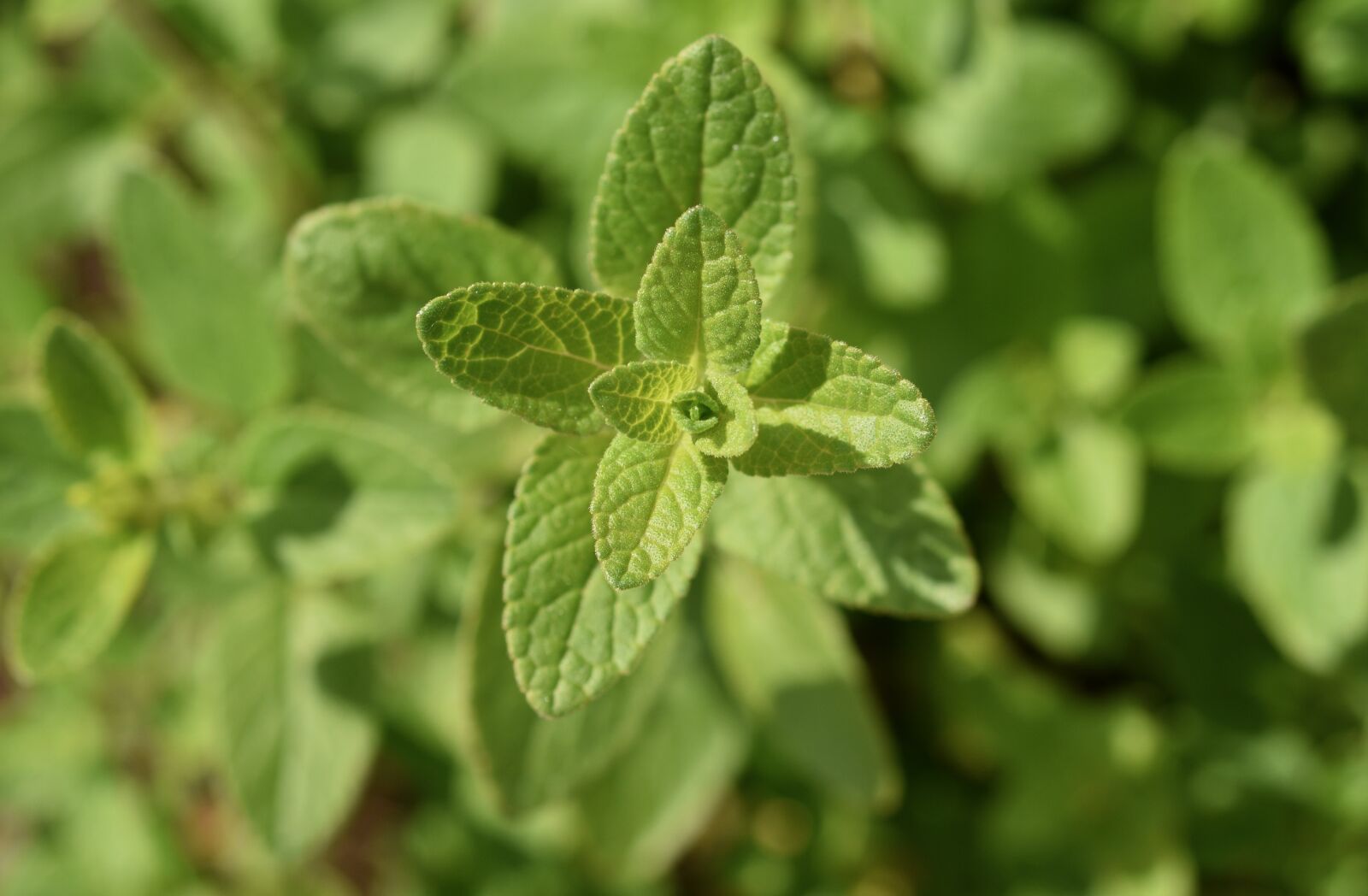 Nikon D5600 sample photo. Plant, sage, sage leaves photography