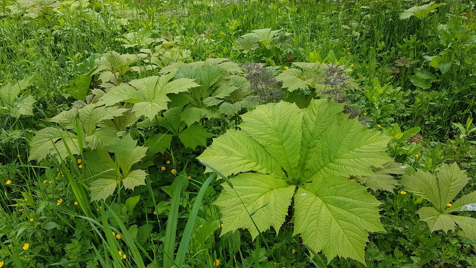 Samsung Galaxy S7 sample photo. Nature, garden, spring photography