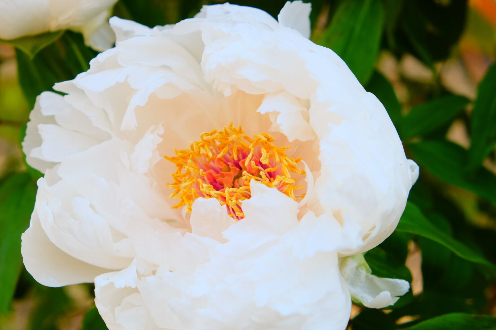 Fujifilm X-T10 sample photo. Peony, white, pollen photography