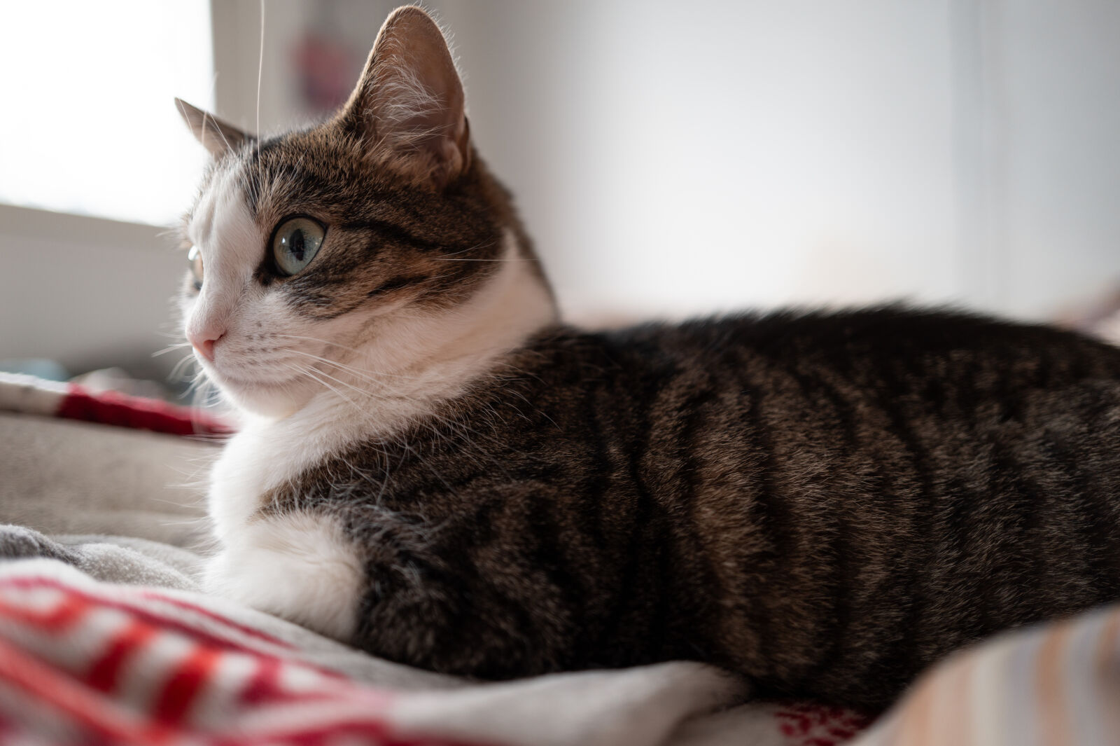 SUMMILUX 1:1.7/28 ASPH. sample photo. Cat ponder photography