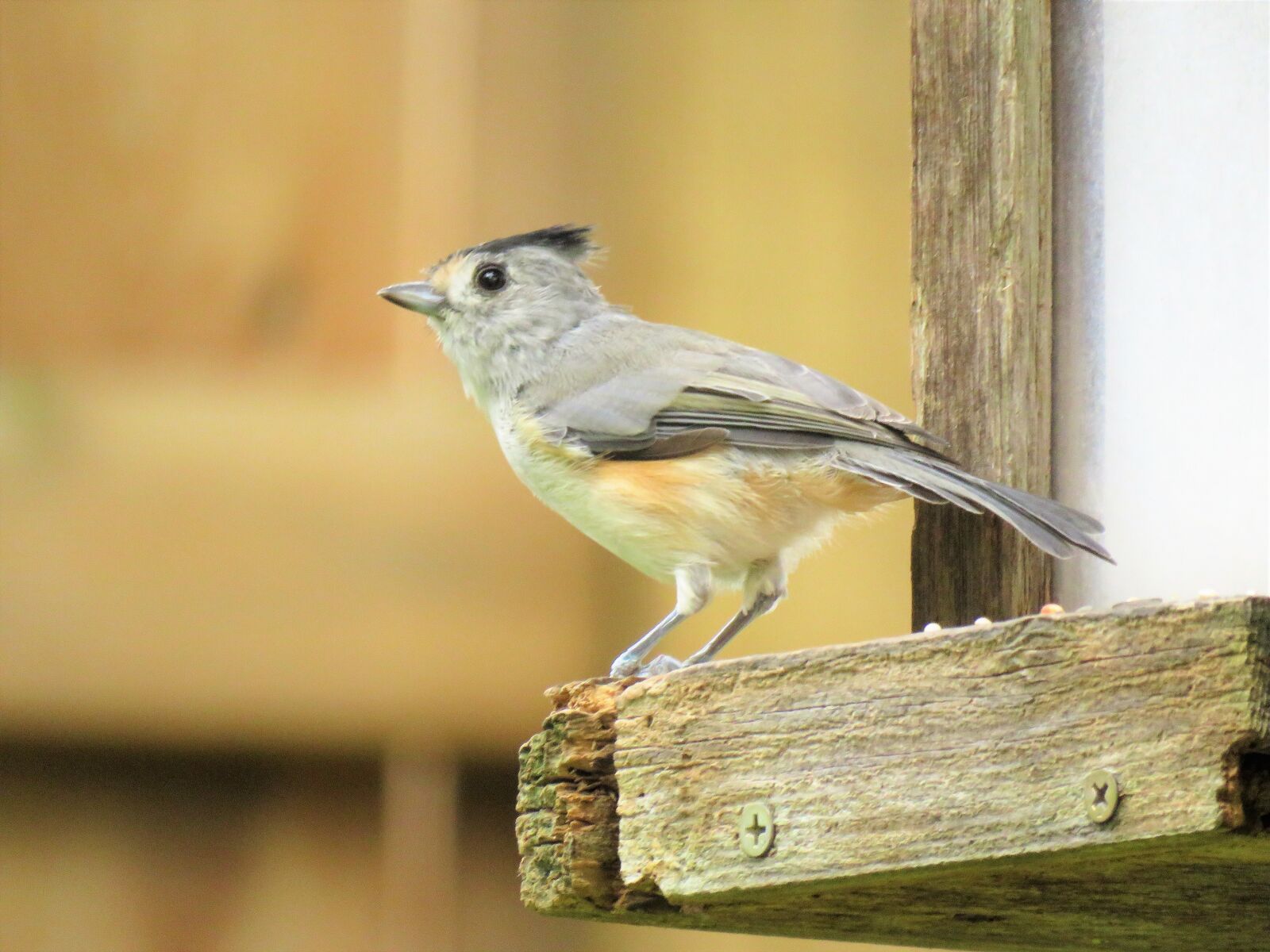Canon PowerShot SX60 HS sample photo. Bird, wildlife, gray photography