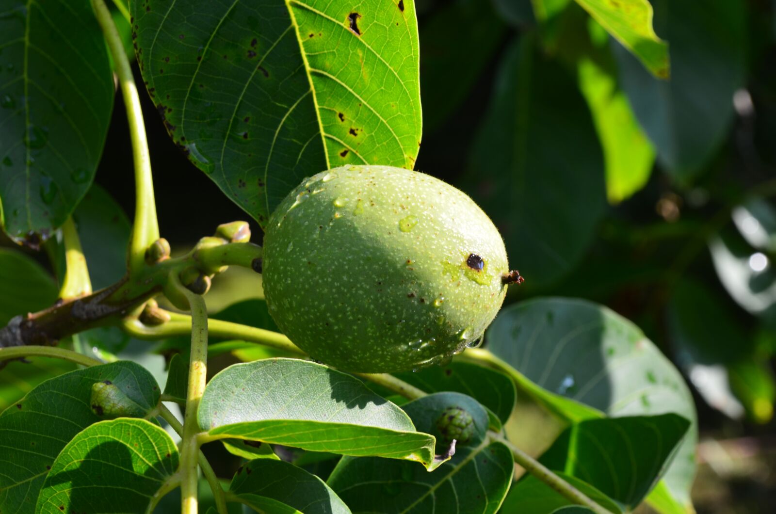 Nikon D5100 sample photo. Walnut, green, nut photography