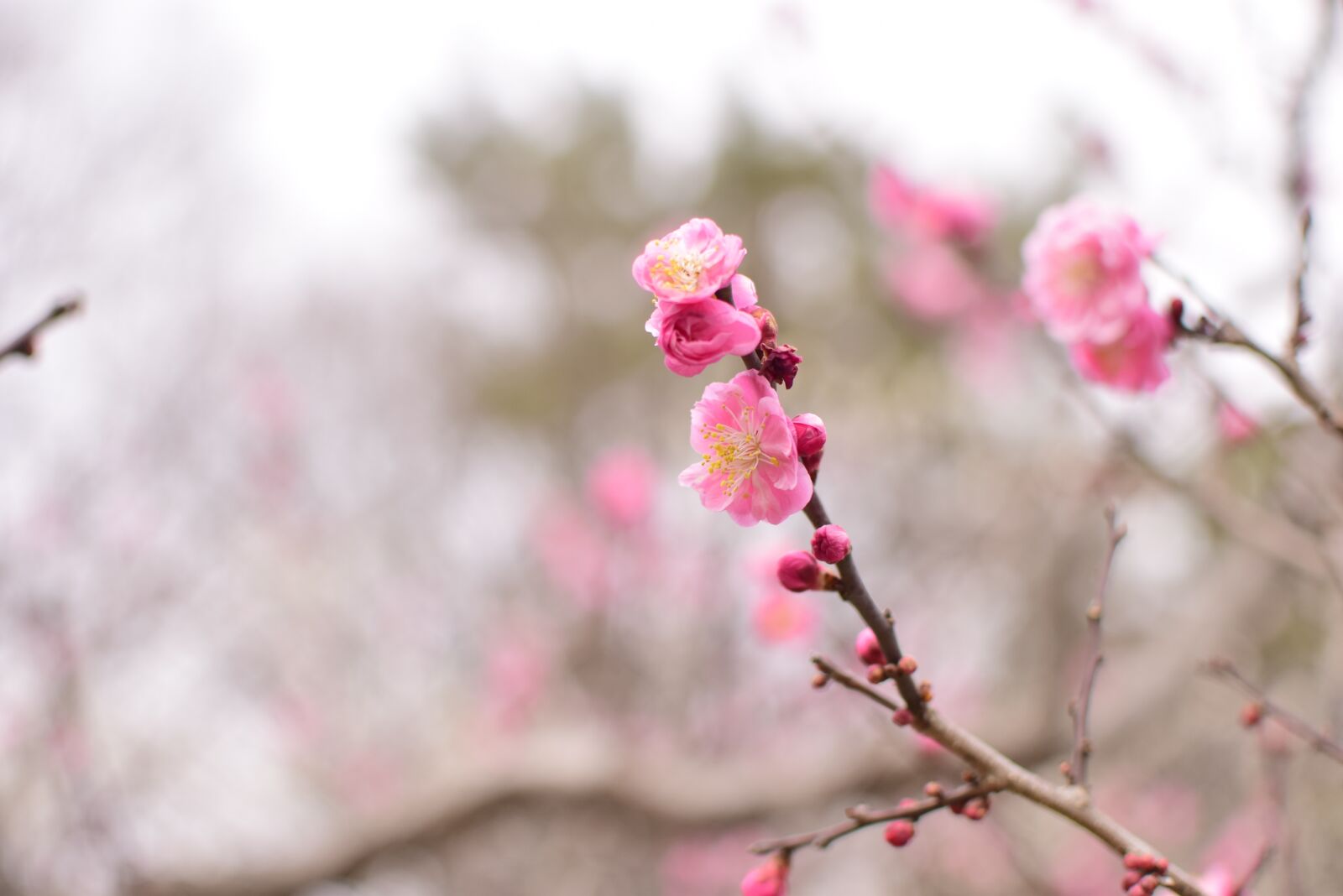 Nikon D5300 sample photo. Plum, flowers, extension tubes photography
