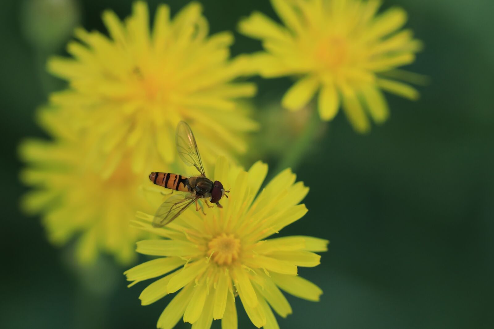 Canon EF 100mm F2.8L Macro IS USM sample photo. Insects, animals, fly photography
