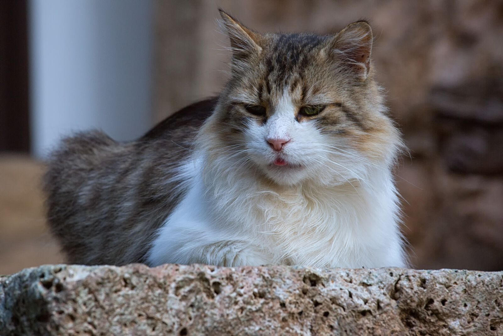 Canon EF 70-200mm F4L IS USM sample photo. Animal, cat, pet photography