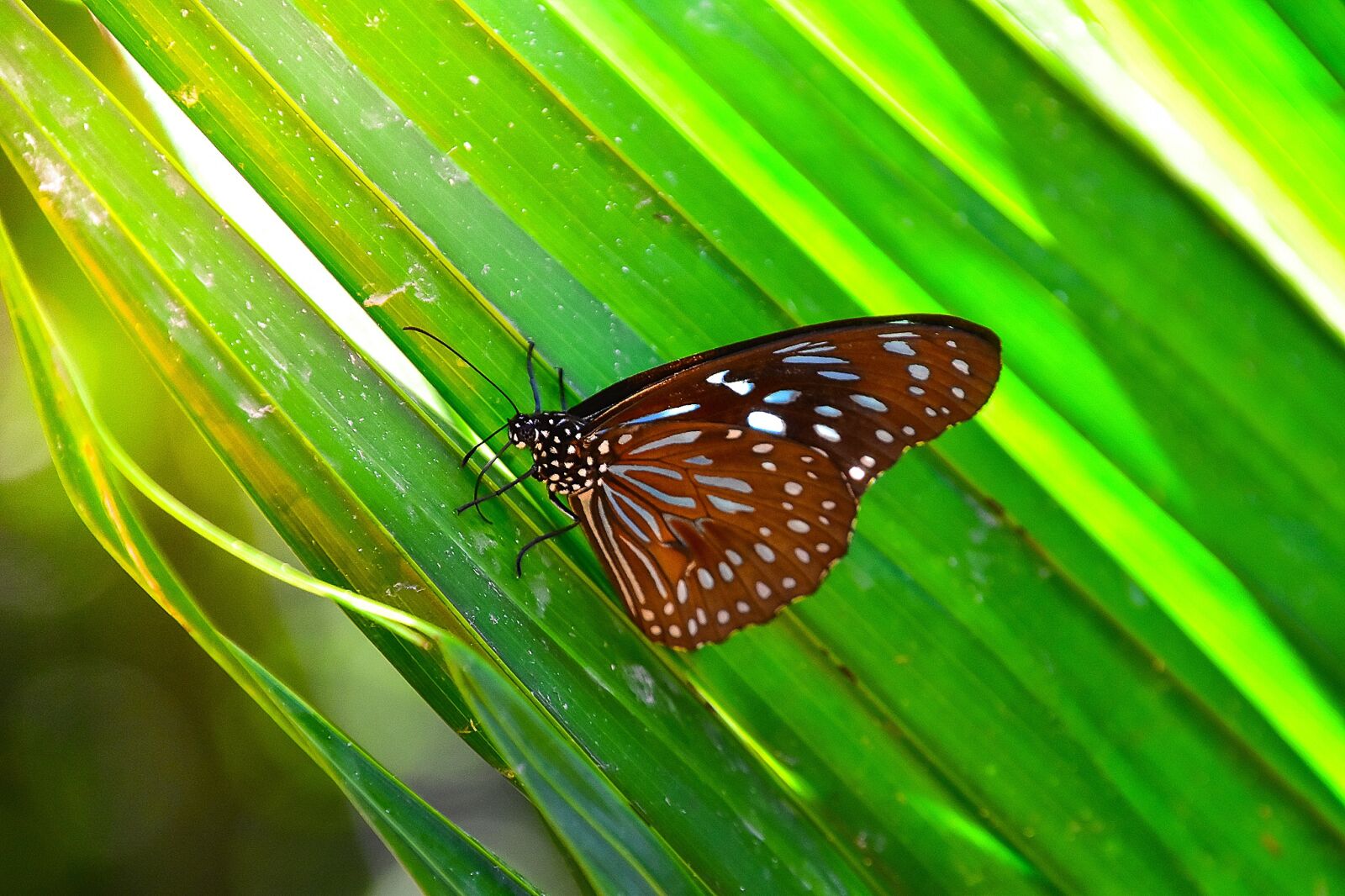 Nikon D5500 sample photo. Butterfly, insects, animals photography