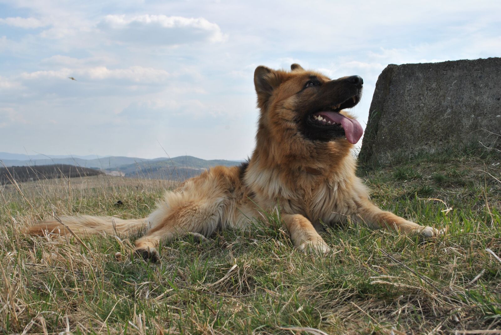 Nikon D3000 sample photo. Dog, nature, pets photography