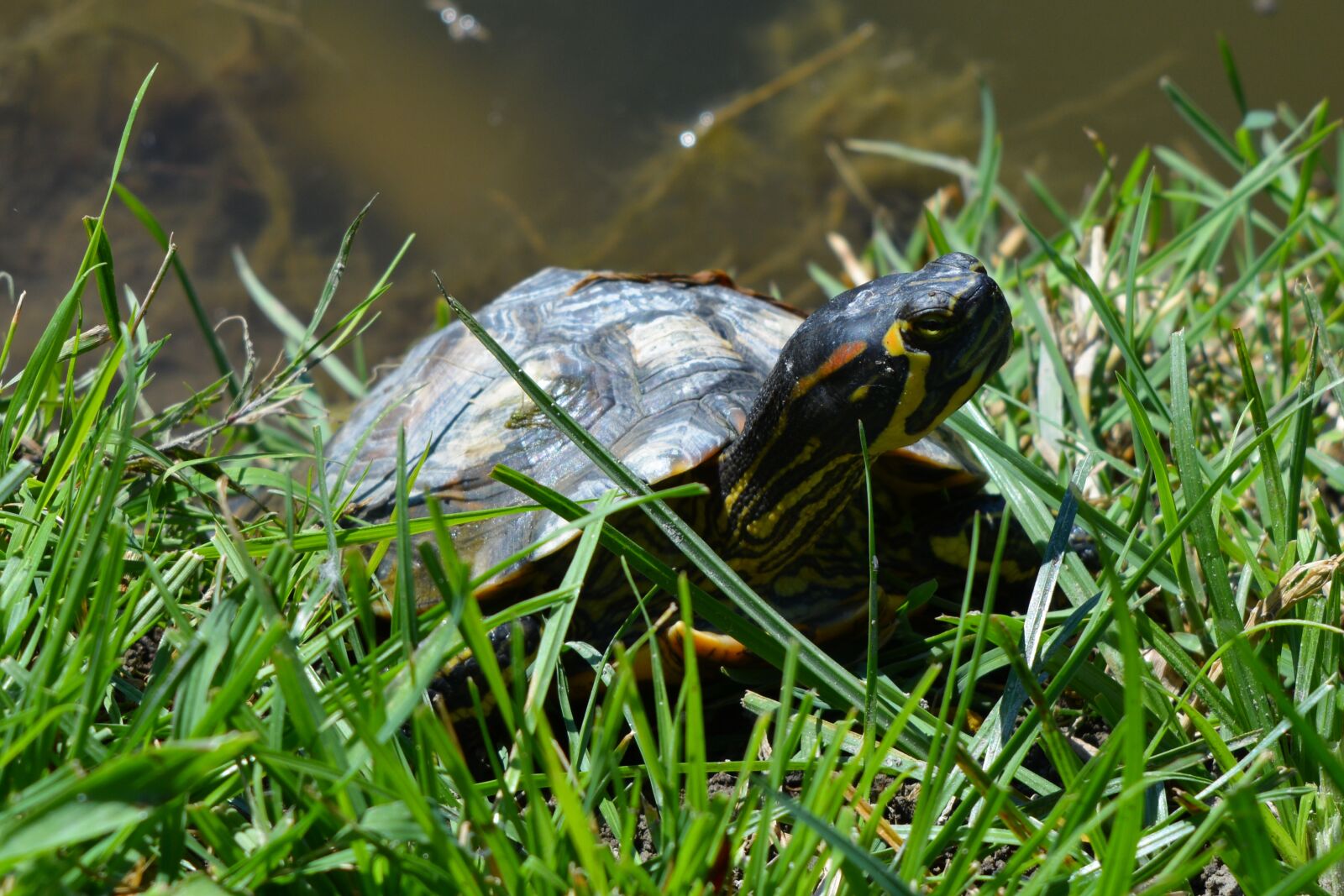 Nikon D5200 sample photo. Frog, turtle, water photography