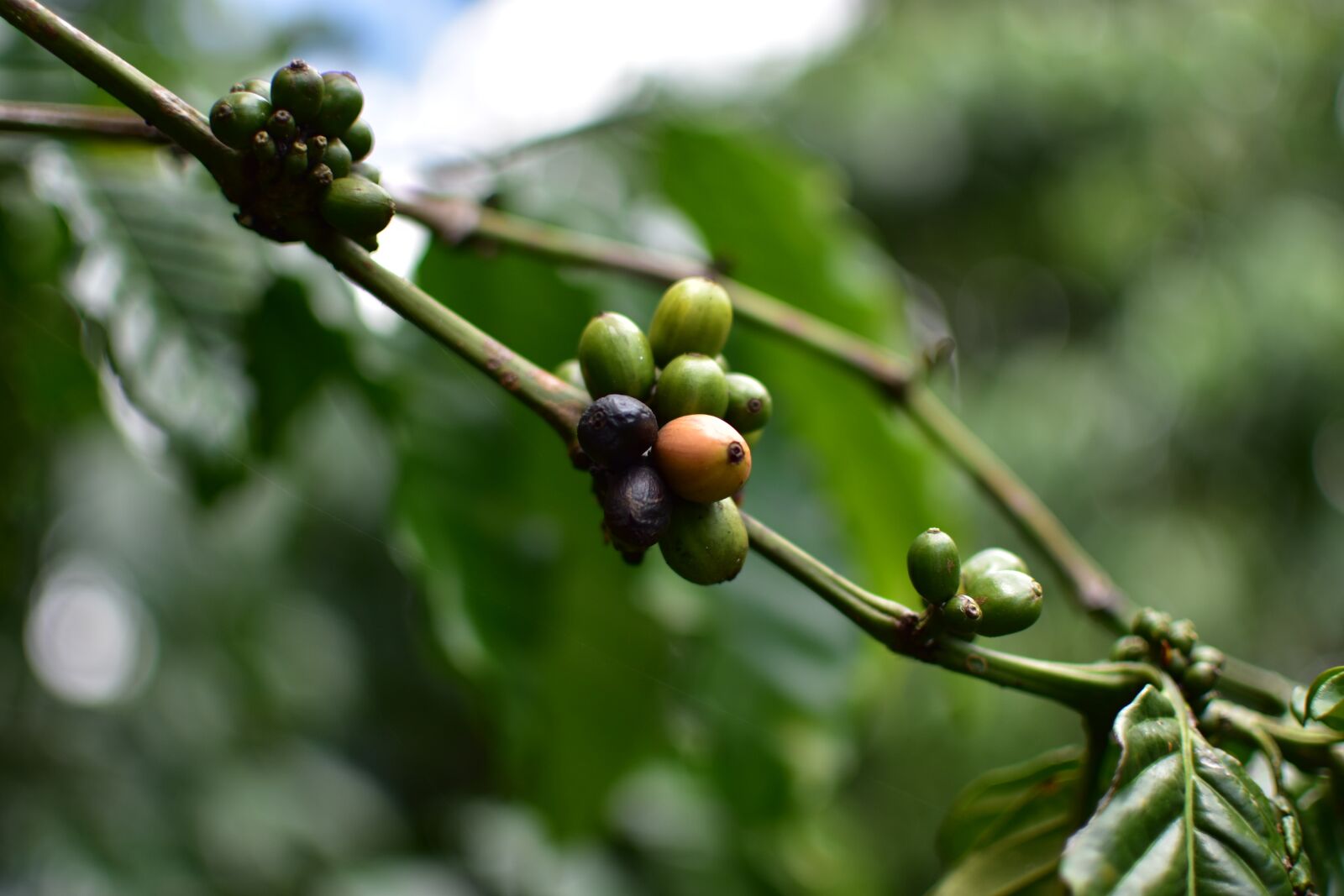 Nikon D3400 sample photo. Coffeebean, robusta, caffeine photography
