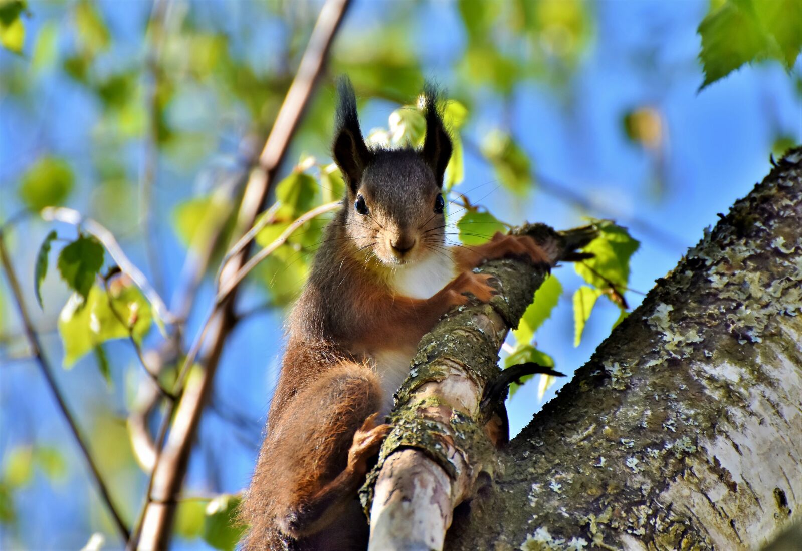 Nikon D7200 sample photo. Squirrel, verifiable kitten, rodent photography
