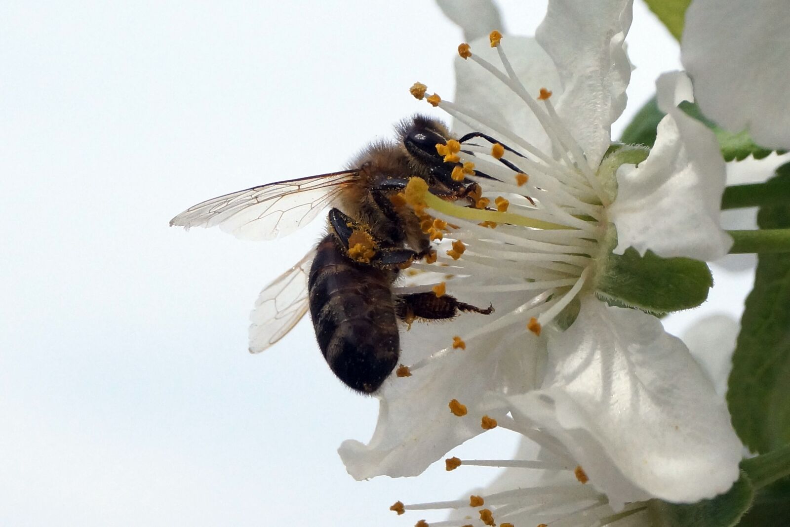 Sony DT 18-55mm F3.5-5.6 SAM II sample photo. Nature, insect, bee photography