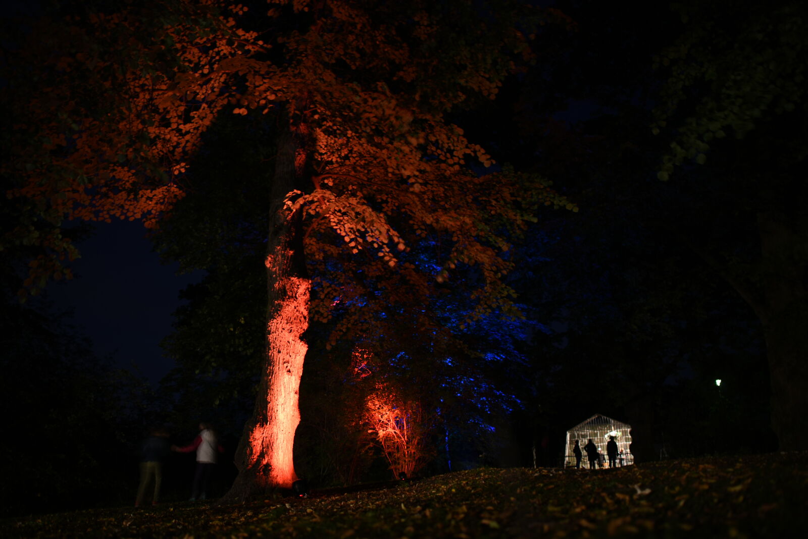 Nikon D750 sample photo. Red light tree photography
